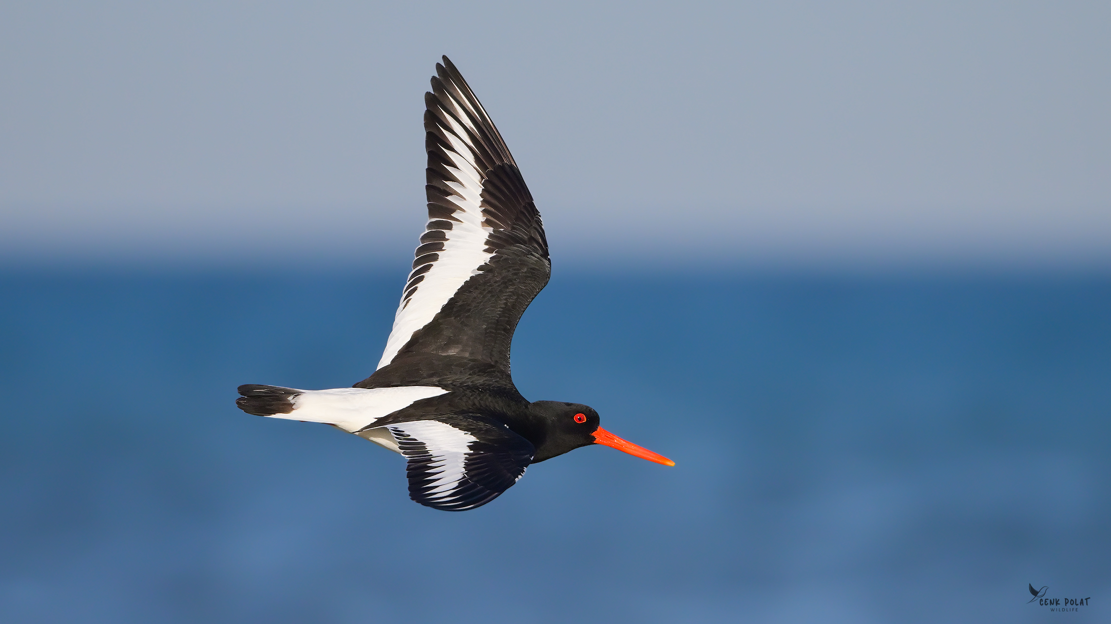 Eurasian Oystercatcher